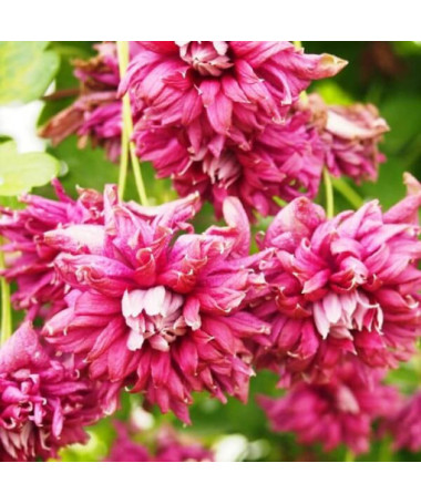 Clematis Purpurea Plena Elegans (viticella) P9/C1