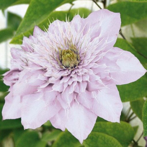Clematis Proteus (lielziedu, pilns) PEŁNY P9/C1