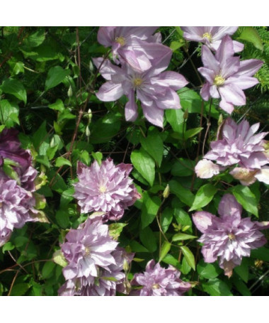 Clematis Proteus (lielziedu, pilns) PEŁNY P9/C1