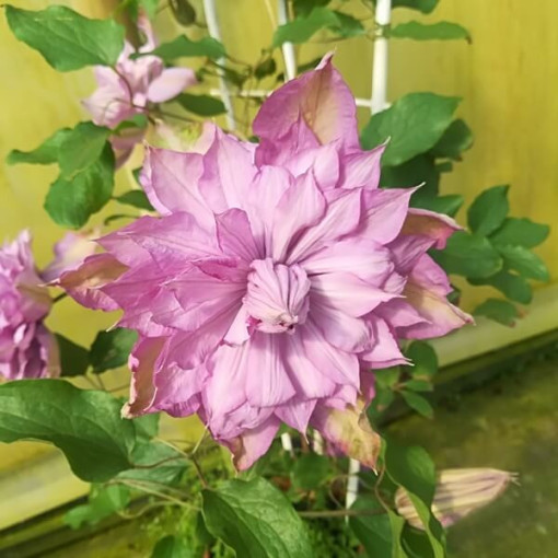 Clematis Proteus (lielziedu, pilns) PEŁNY P9/C1