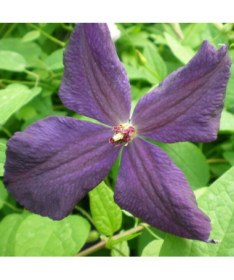 Clematis Polish Spirit P9/C1
