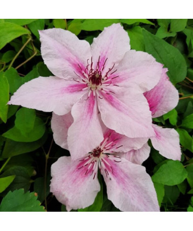 Clematis Pink Fantasy P9/C1