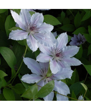 Clematis Pink Fantasy P9/C1