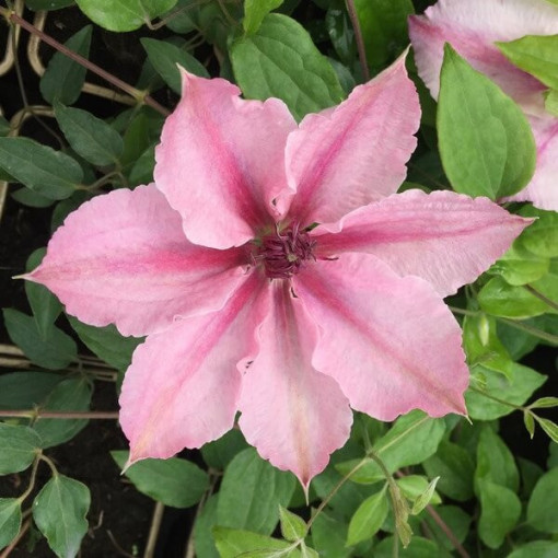 Clematis Pink Fantasy P9/C1