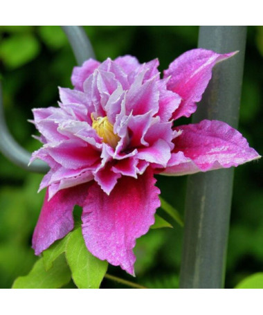 Clematis Piilu (lielziedu, pilna) PEŁNY P9/C1