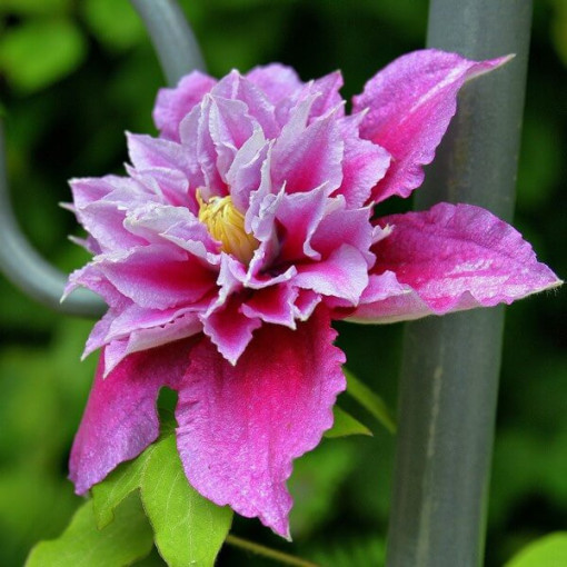 Clematis Piilu (lielziedu, pilna) PEŁNY P9/C1