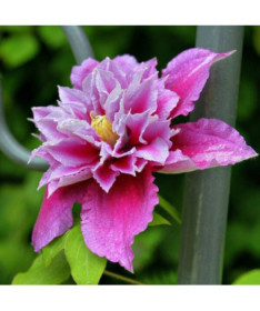 Clematis Piilu (lielziedu, pilna) PEŁNY P9/C1