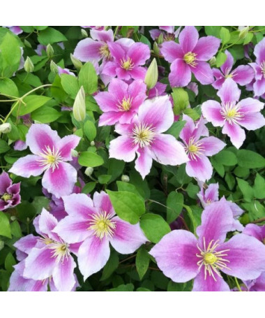 Clematis Piilu (lielziedu, pilna) PEŁNY P9/C1