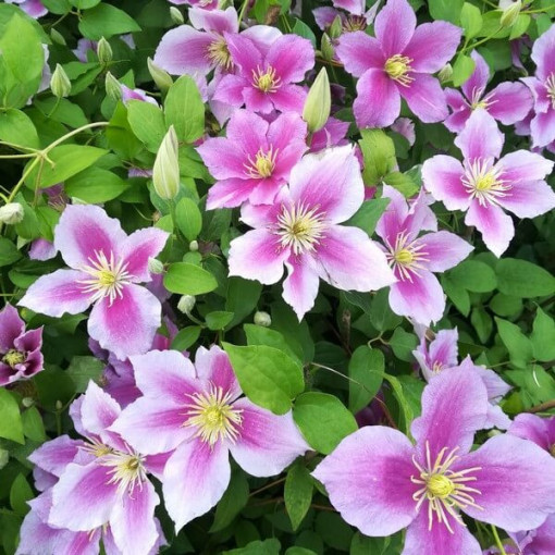 Clematis Piilu (lielziedu, pilna) PEŁNY P9/C1