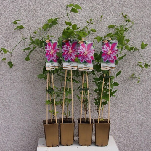Clematis Piilu (lielziedu, pilna) PEŁNY P9/C1