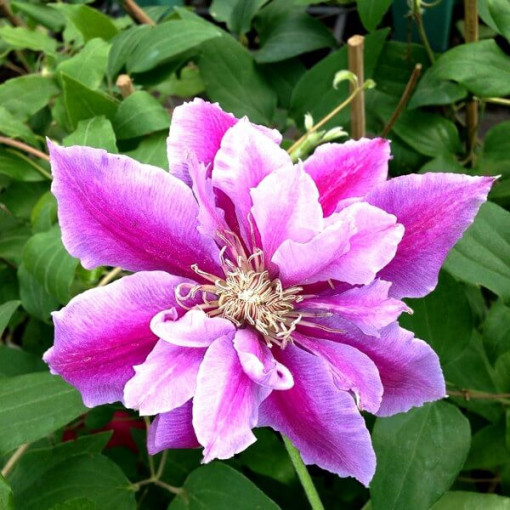 Clematis Piilu (lielziedu, pilna) PEŁNY P9/C1