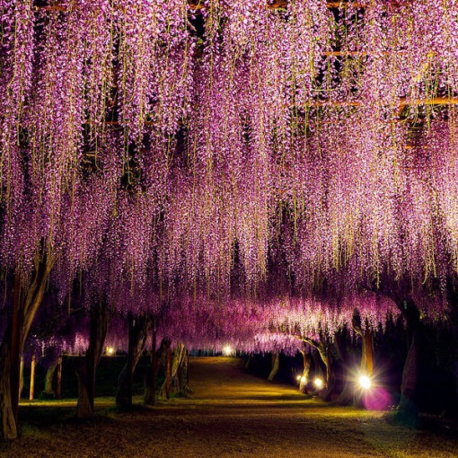 Vistērija floribunda Honbeni, ROZĀ, 2L pods