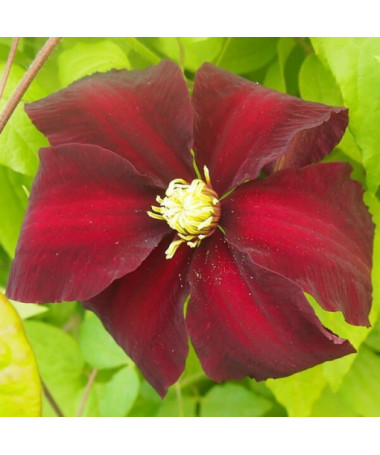 Clematis Niobe (lielziedu) P9/C1
