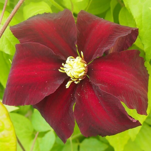 Clematis Niobe (lielziedu) P9/C1