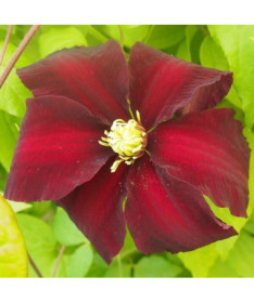 Clematis Niobe (lielziedu) P9/C1