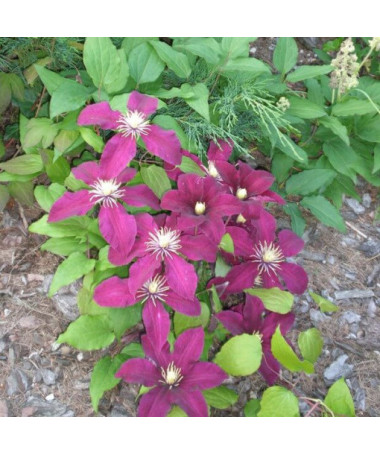 Clematis Niobe (lielziedu) P9/C1