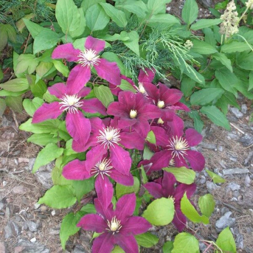 Clematis Niobe (lielziedu) P9/C1