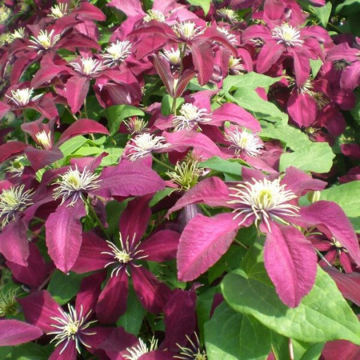 Clematis Niobe (lielziedu) P9/C1