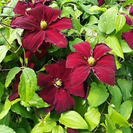 Clematis Niobe (lielziedu) P9/C1