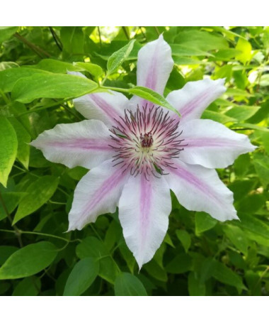 Clematis Nelly Moser (lielziedu) P9/C1