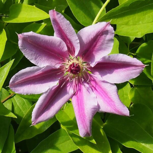 Clematis Nelly Moser (lielziedu) P9/C1