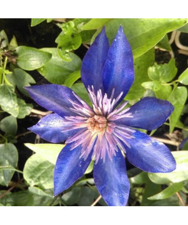 Clematis Multi Blue (lielziedu, pilna) PEŁNY P9/C1