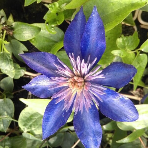 Clematis Multi Blue (lielziedu, pilna) PEŁNY P9/C1