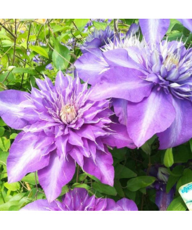 Clematis Multi Blue (lielziedu, pilna) PEŁNY P9/C1