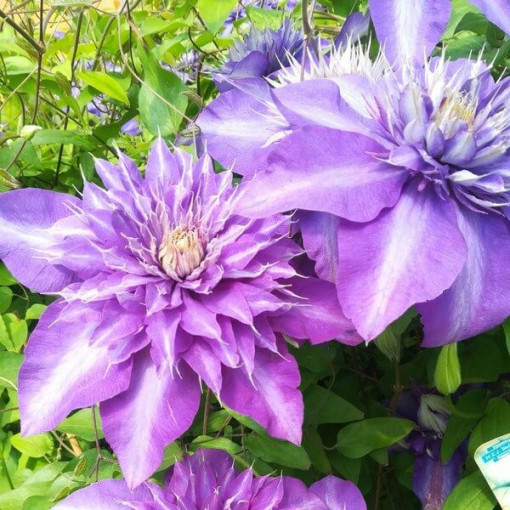 Clematis Multi Blue (lielziedu, pilna) PEŁNY P9/C1