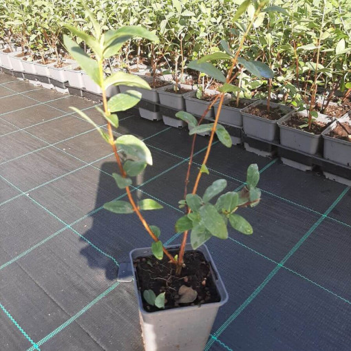 Kamčatkas mellenes 'Lori' P9/C1