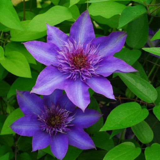 Clematis Multi Blue (lielziedu, pilna) PEŁNY P9/C1