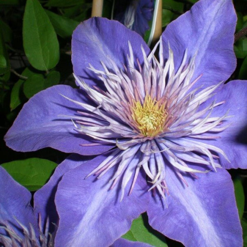Clematis Multi Blue (lielziedu, pilna) PEŁNY P9/C1