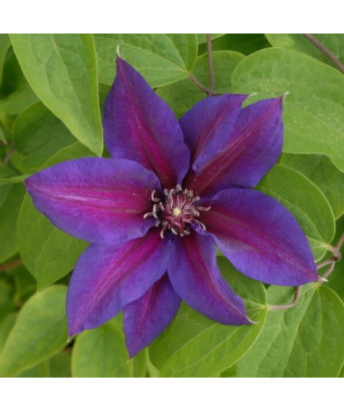 Clematis Mrs N.Thompson (lielziedu) P9/C1