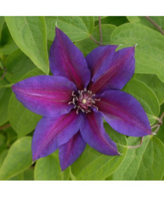 Clematis Mrs N.Thompson (lielziedu) P9/C1