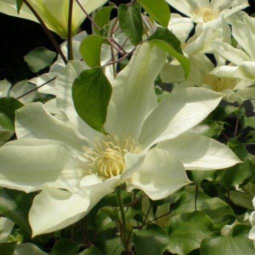 Clematis Moonlight (syn. Yellow Queen) P9/C1