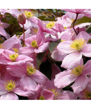 Clematis Montana Rubens (botaniska) GÓRSKI P9/C1