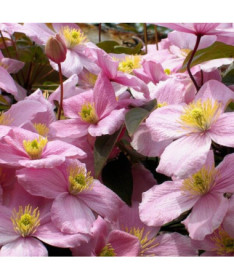 Clematis Montana Rubens (botaniska) GÓRSKI P9/C1