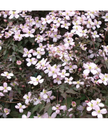 Clematis Montana Rubens (botaniska) GÓRSKI P9/C1
