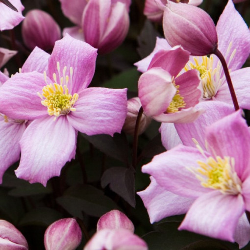 Clematis Montana Rubens (botaniska) GÓRSKI P9/C1