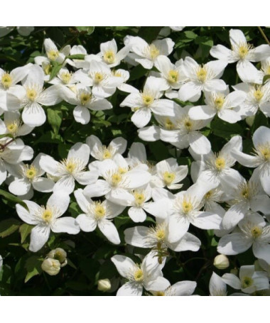 Clematis Montana Grandiflora (kalnu) P9/C1