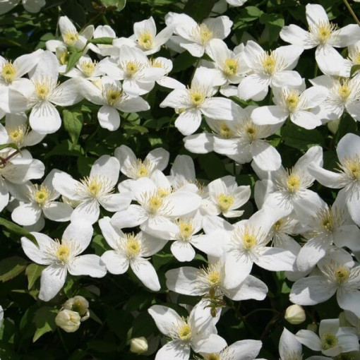 Clematis Montana Grandiflora (kalnu) P9/C1