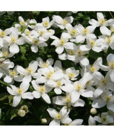 Clematis Montana Grandiflora (kalnu) P9/C1