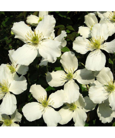 Clematis Montana Grandiflora (kalnu) P9/C1