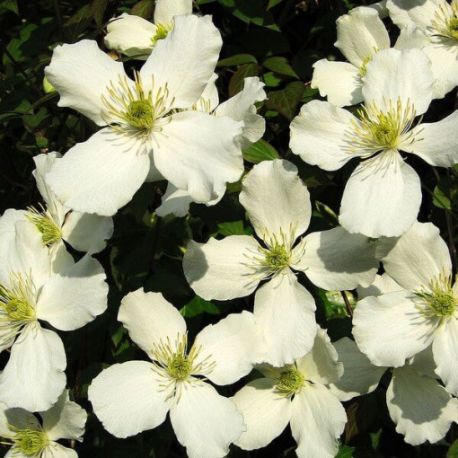Clematis Montana Grandiflora (kalnu) P9/C1