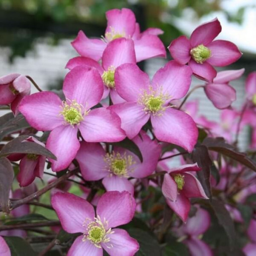 Clematis Montana Freda (botaniska) P9/C1