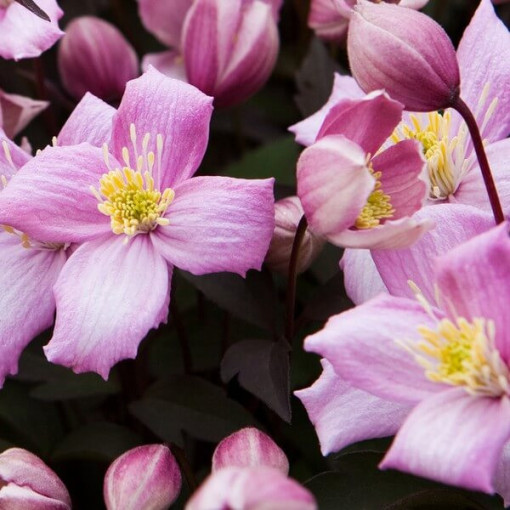 Clematis Montana Freda (botaniska) P9/C1