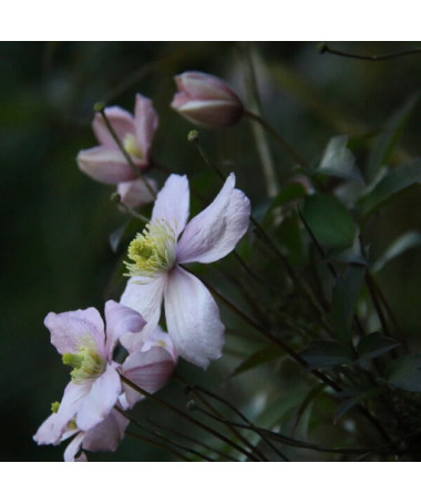 Clematis Montana Fragrant Spring Mayleen (kalnu) P9/C1