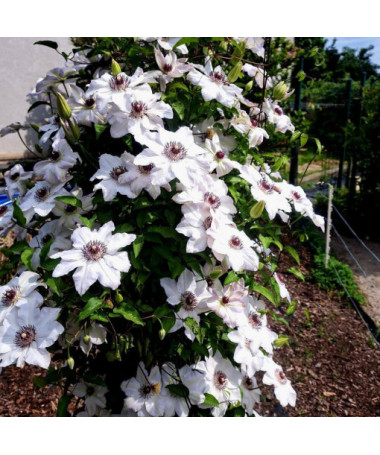 Clematis Miss Bateman P9/C1