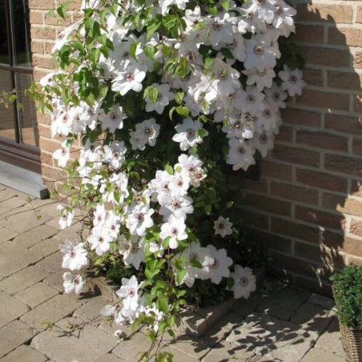 Clematis Miss Bateman P9/C1