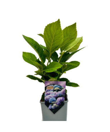 Dārza hortenzija Bouquet Rose P9/C1